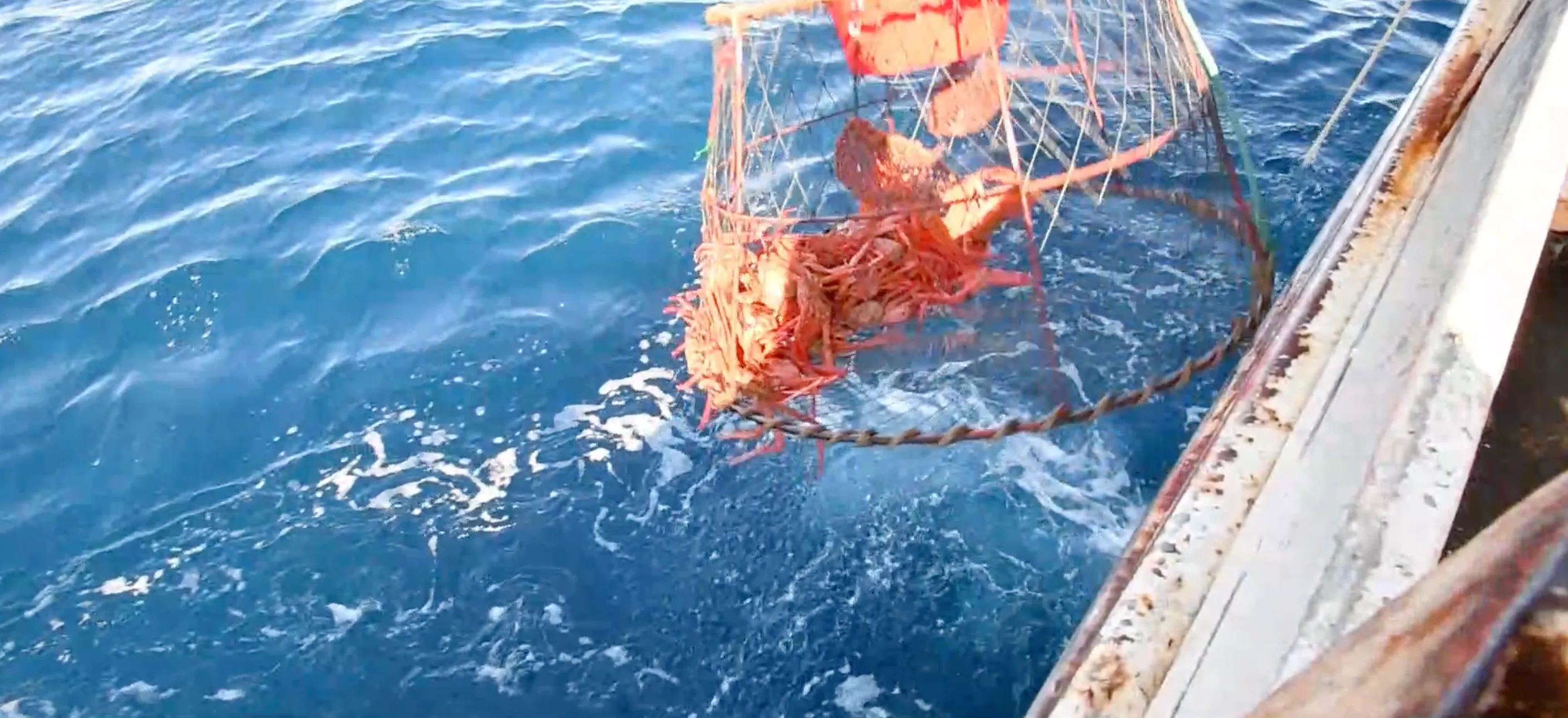 紅ズワイガニ漁 カゴの引き揚げ
