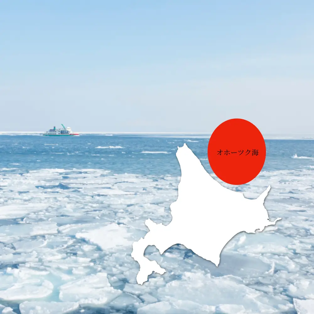 オホーツク海に流れつく流氷で育つ毛蟹