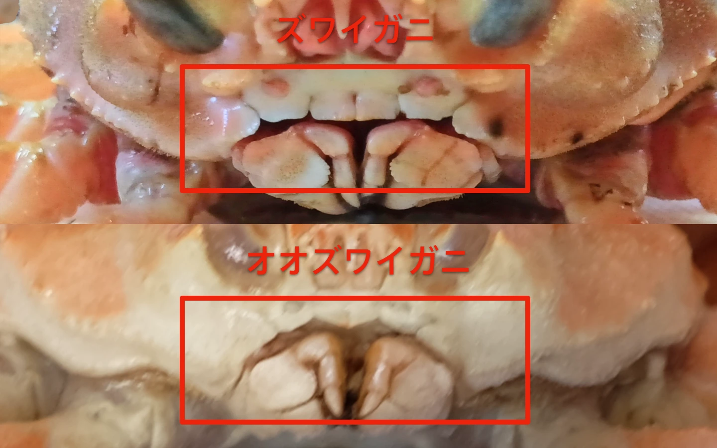 磻ˤȥ磻ˤΰ㤤