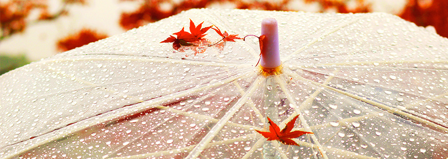 秋：白傘に紅紅葉