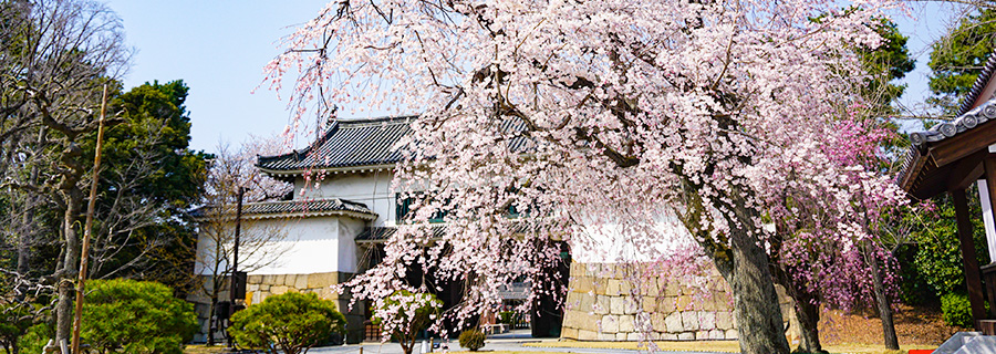 京の春：二条城桜