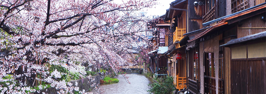 京の春：白河桜